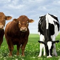 Medyaya virgül koydu, hayvancılık sektörüne transfer oldu!