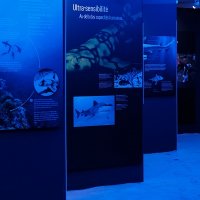 ABD'nin Ünlü “Köpek Balıklarının Dünyası” Sergisi, İstanbul Özel Saint-Joseph Fransız Lisesi'nde Kapılarını Açtı