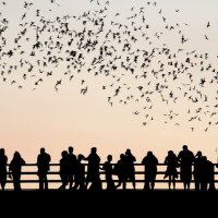 Aç kalmak rahatsız etmiyorsa, aptal olmak da etmez…