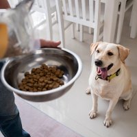 Evcil Dostların Sağlığı Mama ve Su Kabında Başlıyor