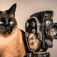 Felis'e göre filmin en iyileri