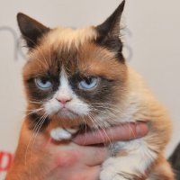 İnternetin göz bebeği Grumpy Cat öldü