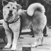 Japon köpeğin hikayesi…