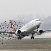 Kuşları havaalanından uzak tutan dron