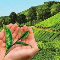 Lipton'dan Çayımız için Hep Birlikte' programı