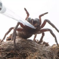 Örümcek zehri kansere çare olabilir mi?