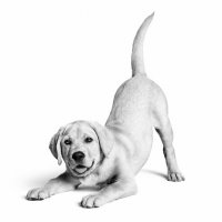 Royal Canin Türkiye'de 10. yılını kutluyor: 6,4 milyon kedi ve köpeğe ulaştı