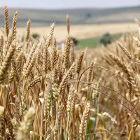 Rus Tahıl Sektör Temsilcilerinden Küresel Gıda Krizi Ve Kıtlık Uyarısı