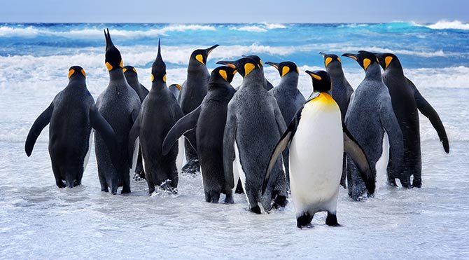 BirGün yazarı Gezi penguenleriyle röportaj yaptı!