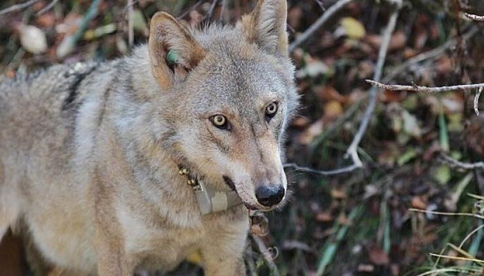 Boyner ve National Geographic'den iş birliği