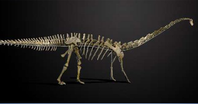 İki dinozor iskeleti 1,4 milyon Dolar’dan satışta