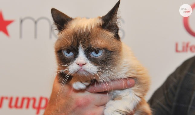 İnternetin göz bebeği Grumpy Cat öldü