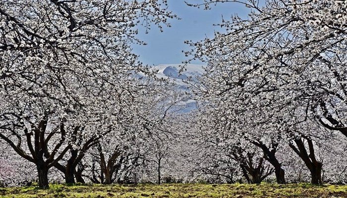 Kayısı çiçeği festivali için iş birliği!