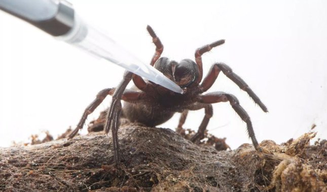 Örümcek zehri kansere çare olabilir mi?