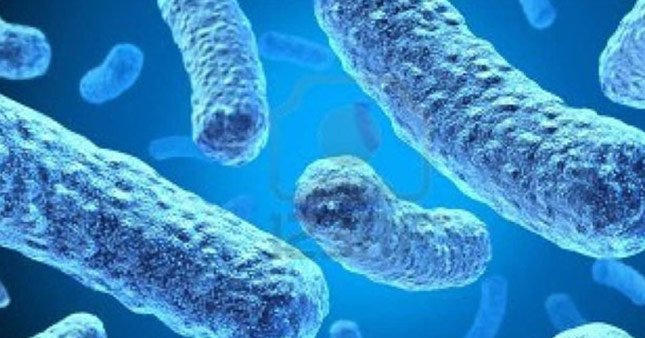 Zararlı olarak bilinen bakteriler sayesinde sağlıklıyız
